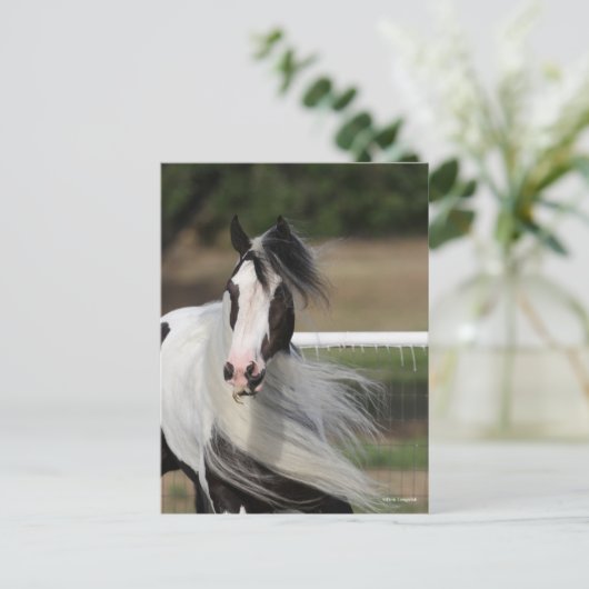 Bob Langrish | Gypsy Vanner Headshot Mande stromen Briefkaart (Staand voorkant)