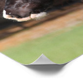 Bob Langrish | Gypsy Vanner Headshot Poster (Hoek)