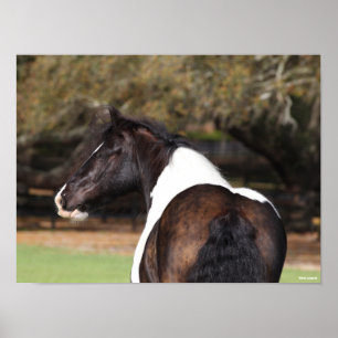 Bob Langrish   Gypsy Vanner Headshot Poster