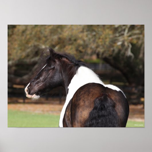 Bob Langrish | Gypsy Vanner Headshot Poster (Voorkant)