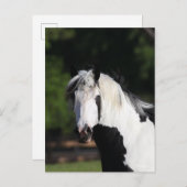 Bob Langrish | Gypsy Vanner Horse Headshot Briefkaart (Voorkant / Achterkant)