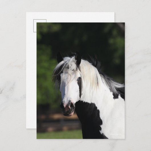 Bob Langrish | Gypsy Vanner Horse Headshot Briefkaart (Voorkant / Achterkant)