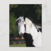 Bob Langrish | Gypsy Vanner Horse Headshot Briefkaart (Voorkant)