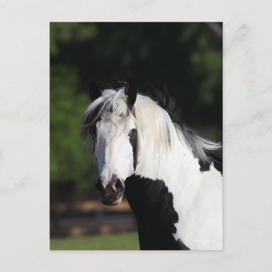 Bob Langrish | Gypsy Vanner Horse Headshot Briefkaart (Voorkant)