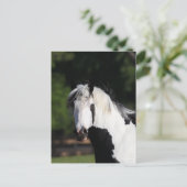Bob Langrish | Gypsy Vanner Horse Headshot Briefkaart (Staand voorkant)