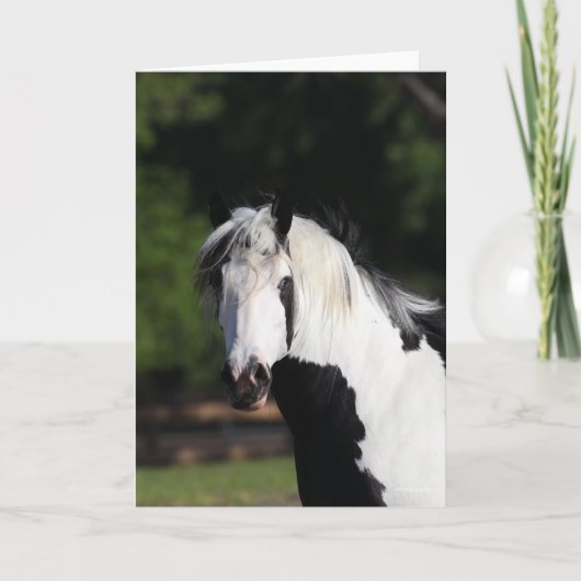 Bob Langrish | Gypsy Vanner Horse Headshot Kaart (Voorkant)