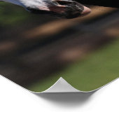 Bob Langrish | Gypsy Vanner Horse Headshot Poster (Hoek)