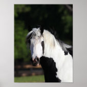 Bob Langrish | Gypsy Vanner Horse Headshot Poster (Voorkant)
