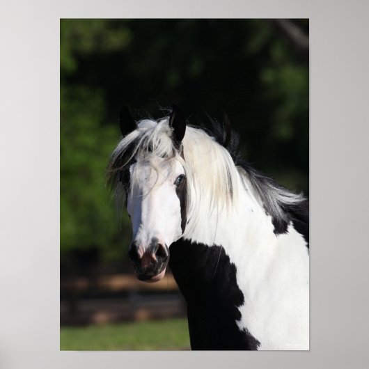 Bob Langrish | Gypsy Vanner Horse Headshot Poster (Voorkant)