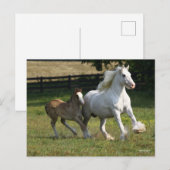 Bob Langrish | Gypsy Vanner Horse Mare & Foal Briefkaart (Voorkant / Achterkant)