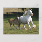 Bob Langrish | Gypsy Vanner Horse Mare & Foal Briefkaart (Voorkant)