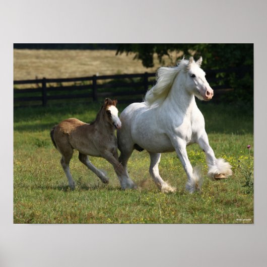 Bob Langrish | Gypsy Vanner Horse Mare & Foal Poster (Voorkant)
