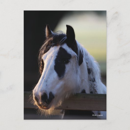 Bob Langrish | Gypsy Vanner kijkt over Omheining Briefkaart (Voorkant)
