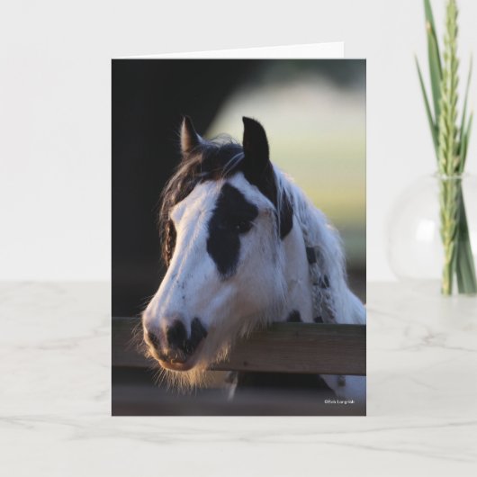 Bob Langrish | Gypsy Vanner kijkt over Omheining Kaart (Voorkant)