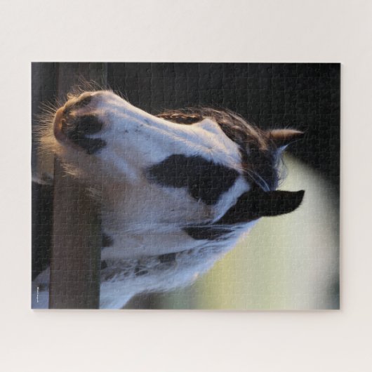 Bob Langrish | Gypsy Vanner kijkt over Omheining Legpuzzel (Horizontaal)