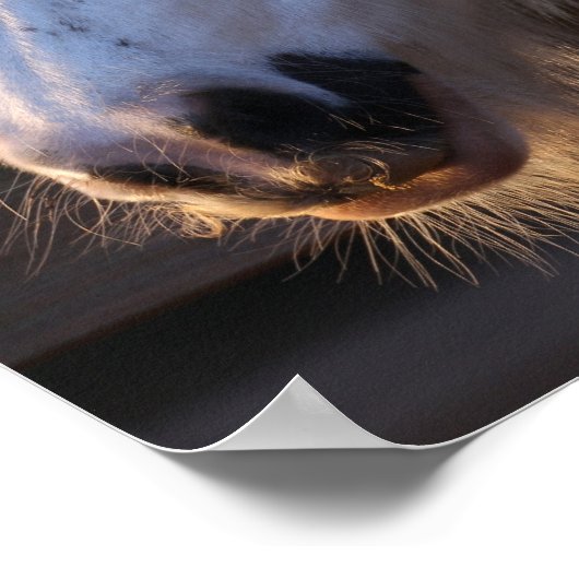 Bob Langrish | Gypsy Vanner kijkt over Omheining Poster (Hoek)