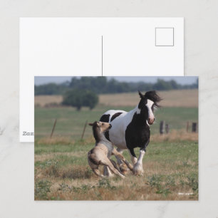 Bob Langrish Gypsy Vanner Mare en Foal Briefkaart
