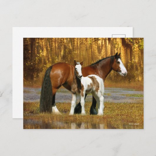 Bob Langrish | Gypsy Vanner Mare en Foal Fantasy Briefkaart (Voorkant / Achterkant)
