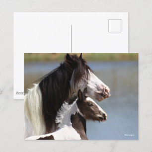 Bob Langrish Gypsy Vanner Mare en Foal Headshot Briefkaart
