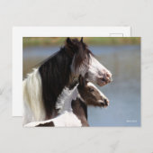Bob Langrish | Gypsy Vanner Mare en Foal Headshot Briefkaart (Voorkant / Achterkant)