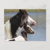 Bob Langrish | Gypsy Vanner Mare en Foal Headshot Briefkaart (Voorkant)