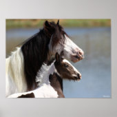 Bob Langrish | Gypsy Vanner Mare en Foal Headshot Poster (Voorkant)