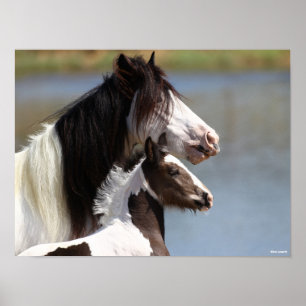 Bob Langrish Gypsy Vanner Mare en Foal Headshot Poster