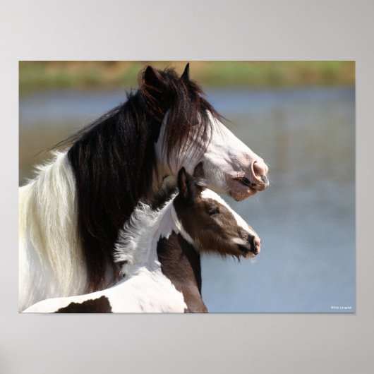 Bob Langrish | Gypsy Vanner Mare en Foal Headshot Poster (Voorkant)