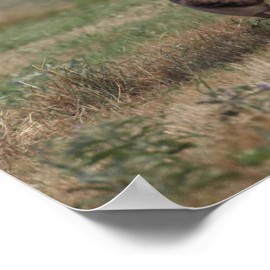 Bob Langrish | Gypsy Vanner Mare en Foal Poster (Hoek)