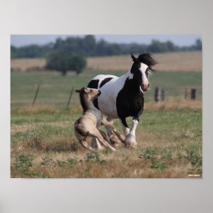 Bob Langrish   Gypsy Vanner Mare en Foal Poster