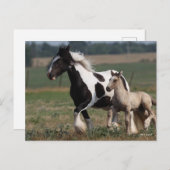 Bob Langrish | Gypsy Vanner Mare en Foal Running Briefkaart (Voorkant / Achterkant)