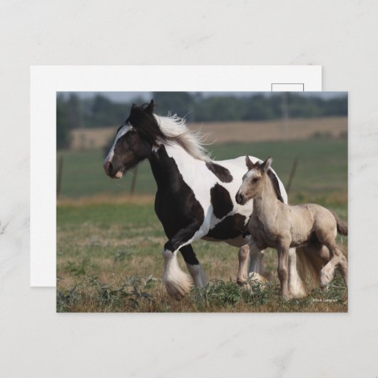 Bob Langrish | Gypsy Vanner Mare en Foal Running Briefkaart (Voorkant / Achterkant)
