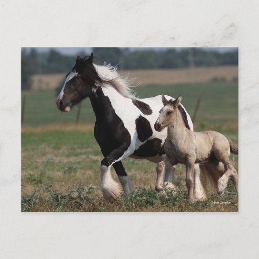 Bob Langrish | Gypsy Vanner Mare en Foal Running Briefkaart (Voorkant)