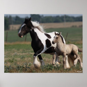 Bob Langrish   Gypsy Vanner Mare en Foal Running Poster