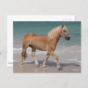Bob Langrish Haflinger die op het strand loopt Briefkaart