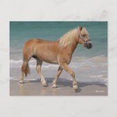 Bob Langrish | Haflinger die op het strand loopt Briefkaart (Voorkant)
