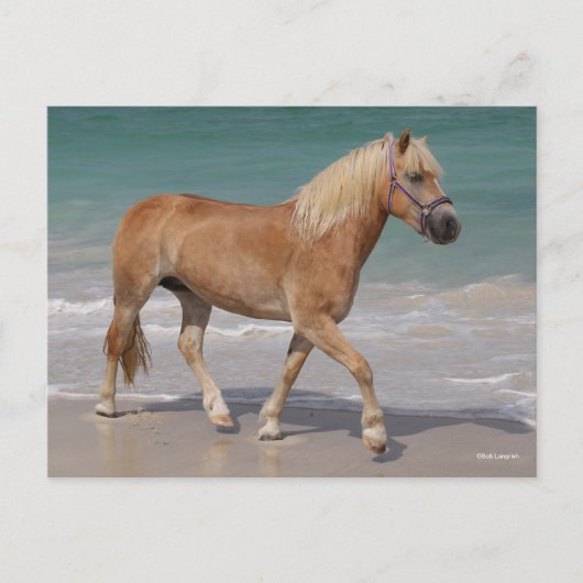 Bob Langrish | Haflinger die op het strand loopt Briefkaart (Voorkant)