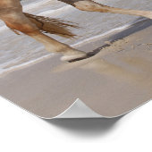 Bob Langrish | Haflinger die op het strand loopt Poster (Hoek)