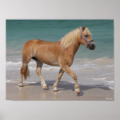 Bob Langrish | Haflinger die op het strand loopt Poster (Voorkant)