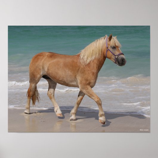 Bob Langrish | Haflinger die op het strand loopt Poster (Voorkant)