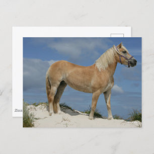 Bob Langrish Haflinger op het strand Briefkaart