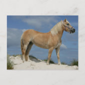 Bob Langrish | Haflinger op het strand Briefkaart (Voorkant)