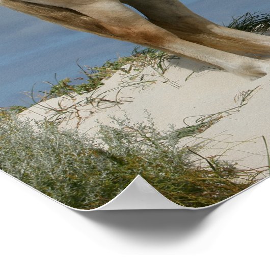 Bob Langrish | Haflinger op het strand Poster (Hoek)