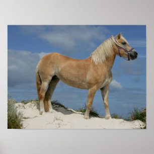 Bob Langrish Haflinger op het strand Poster