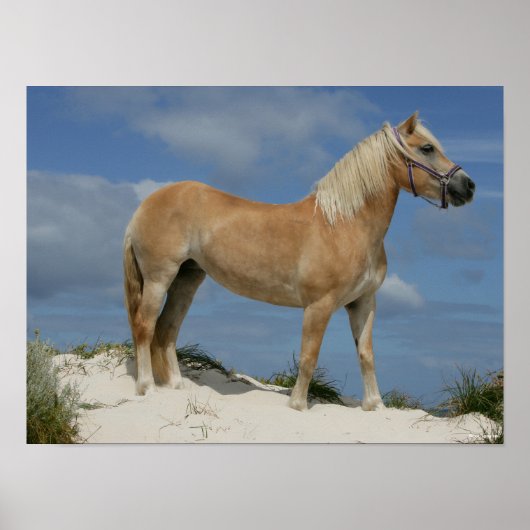 Bob Langrish | Haflinger op het strand Poster (Voorkant)