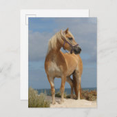 Bob Langrish | Haflinger op strand Briefkaart (Voorkant / Achterkant)