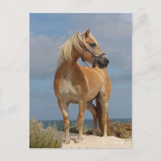 Bob Langrish | Haflinger op strand Briefkaart (Voorkant)