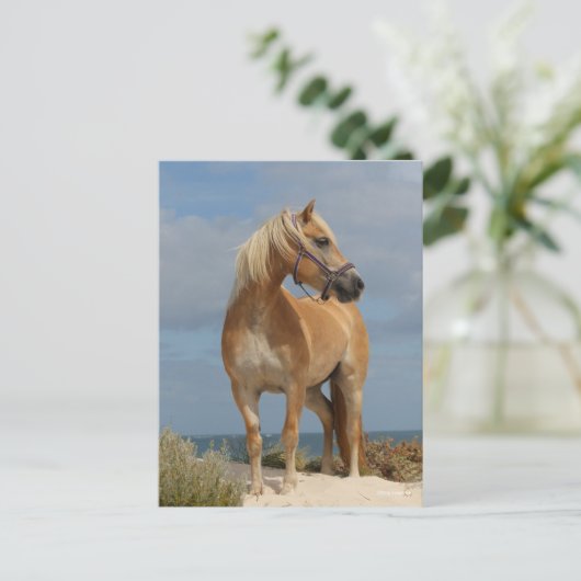 Bob Langrish | Haflinger op strand Briefkaart (Staand voorkant)