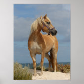 Bob Langrish | Haflinger op strand Poster (Voorkant)