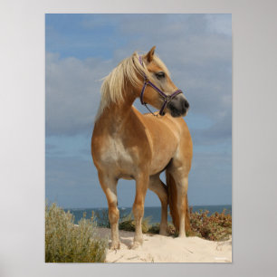 Bob Langrish   Haflinger op strand Poster